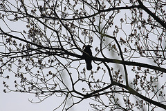 20100424 2387Aw [D-LIP] Rabenkrähe, Landschaftsgarten, Bad Salzuflen