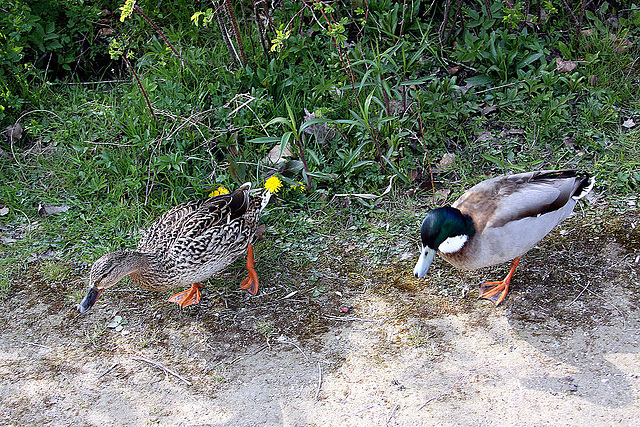 20100424 2390Aw [D-LIP] Stockentenpaar, Landschaftsgarten, Bad Salzuflen