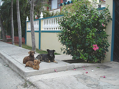 Chiens cubains / Cuban dogs - Varadero, CUBA - 3 Février 2010