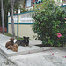 Chiens cubains / Cuban dogs - Varadero, CUBA - 3 Février 2010