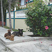 Chiens cubains / Cuban dogs