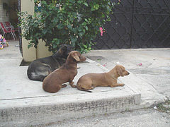 Chiens cubains / Cuban dogs - Varadero, CUBA.  Février 2010