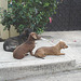 Chiens cubains / Cuban dogs - Varadero, CUBA.  Février 2010
