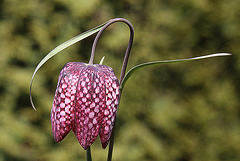 20100417 2244Aw [D~LIP] Schachbrettblume (Fritillaria meleagris) [Schachblume], Bad Salzuflen