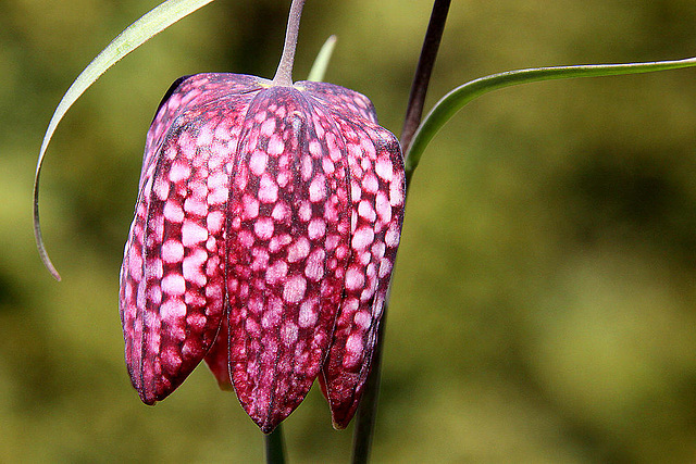 20100417 2246Aw [D~LIP] Schachbrettblume (Fritillaria meleagris) [Schachblume], Bad Salzuflen