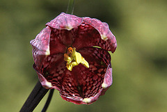 20100417 2249Aw [D~LIP] Schachbrettblume (Fritillaria meleagris) [Schachblume], Bad Salzuflen