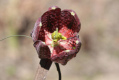 20100417 2252Aw [D~LIP] Schachbrettblume (Fritillaria meleagris) [Schachblume], Bad Salzuflen