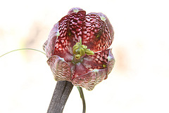 20100417 2253Aw [D~LIP] Schachbrettblume (Fritillaria meleagris) [Schachblume], Bad Salzuflen