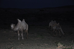 Noktemuloj en Gobi