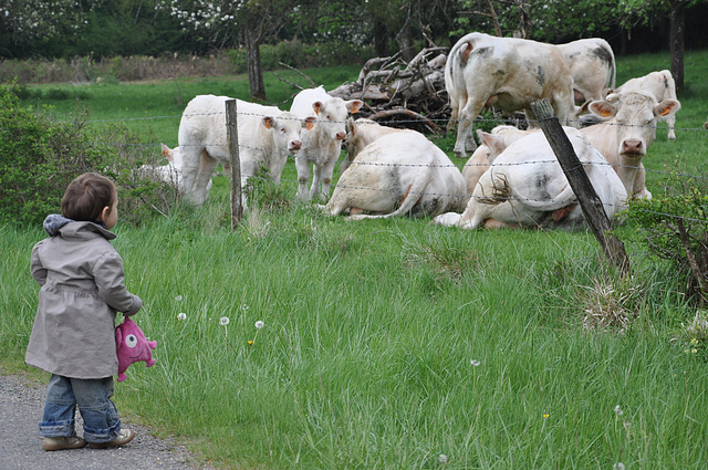 la petite fille et les vaches