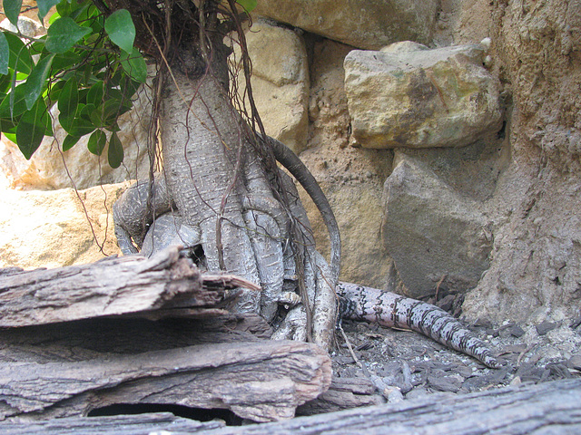 Riesenblauzungenskink1