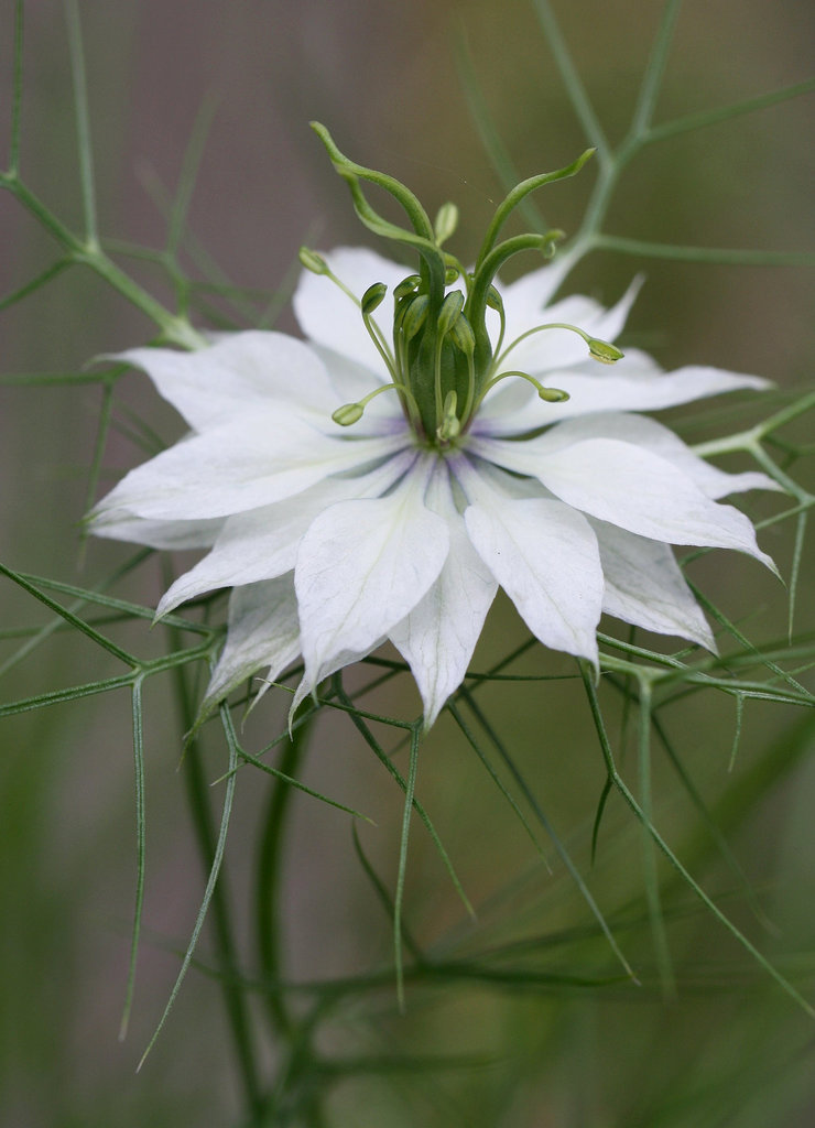 Cheveux de vénus