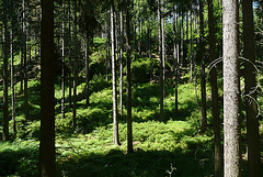 Wanderung im Osterzgebirge