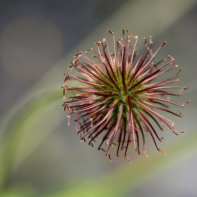 Benoîte (geum urbanum)