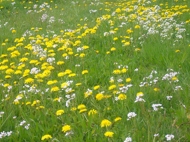 Blumenwiese