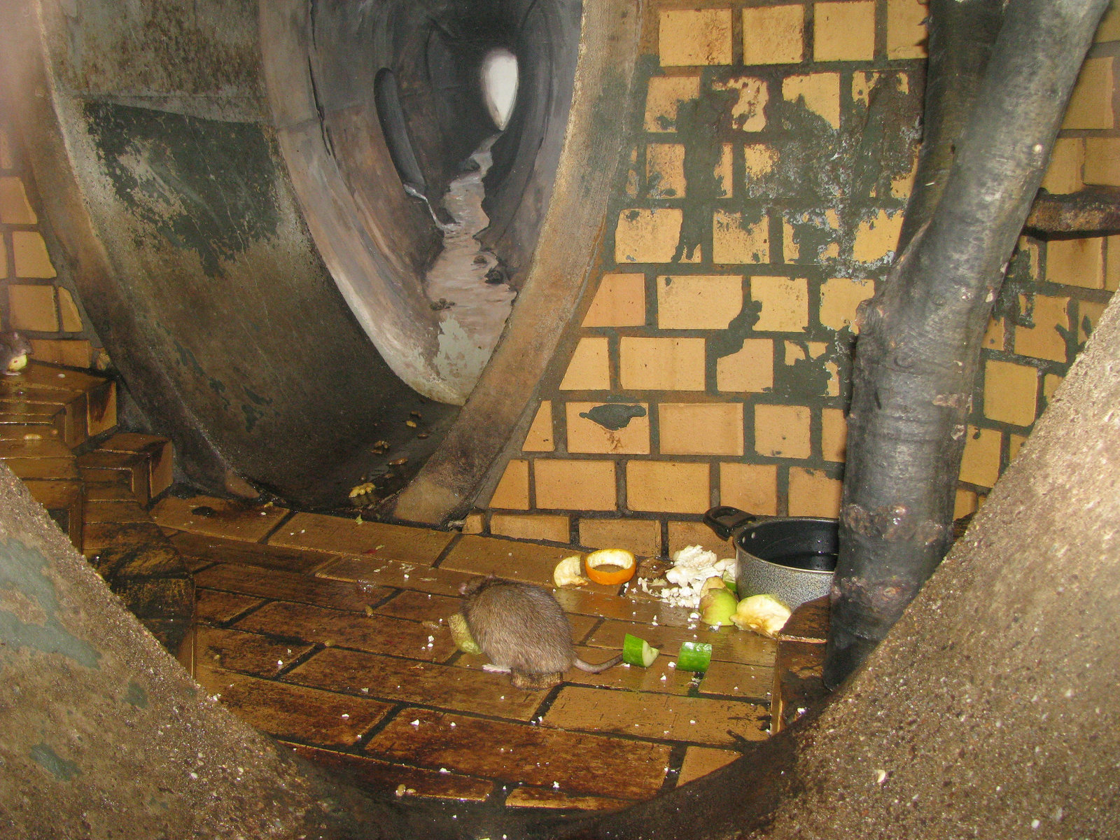 Ratte1