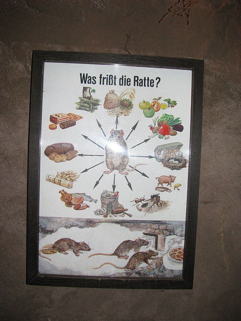 Ratte3