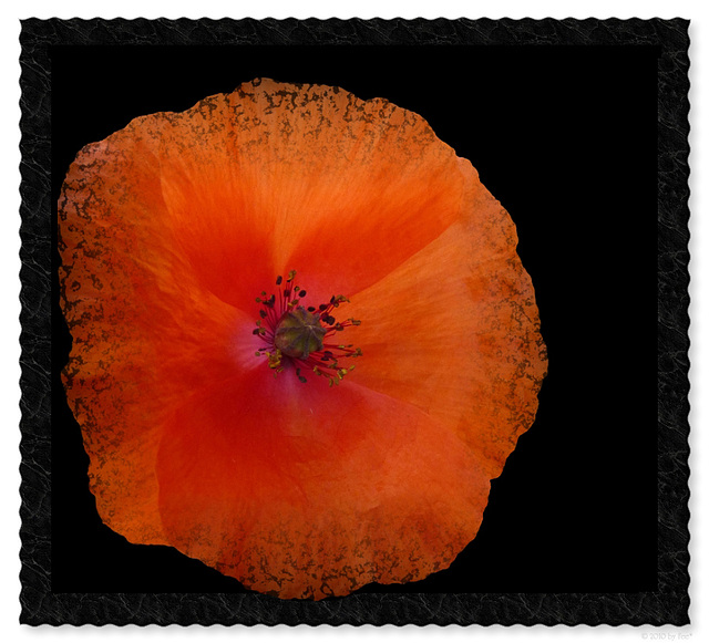 wilder Mohn