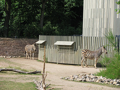 zebra