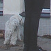 Pingstkyrkan Swedish blond teenager on flats and her dog /  Ado suédoise blonde en talons plats avec son chien - Ängelholm / Suède - Sweden - 23-10-2008