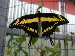 Schmetterling