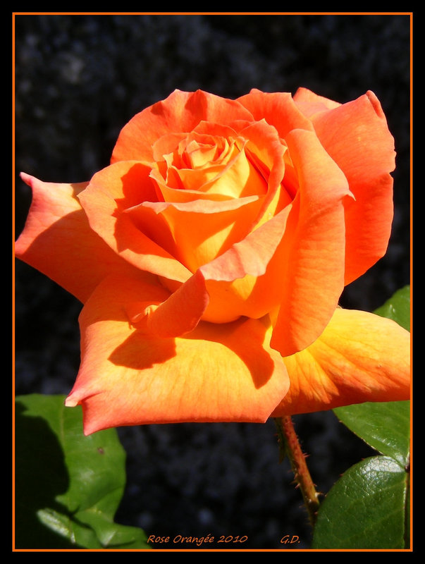 Rose Orangée 2010