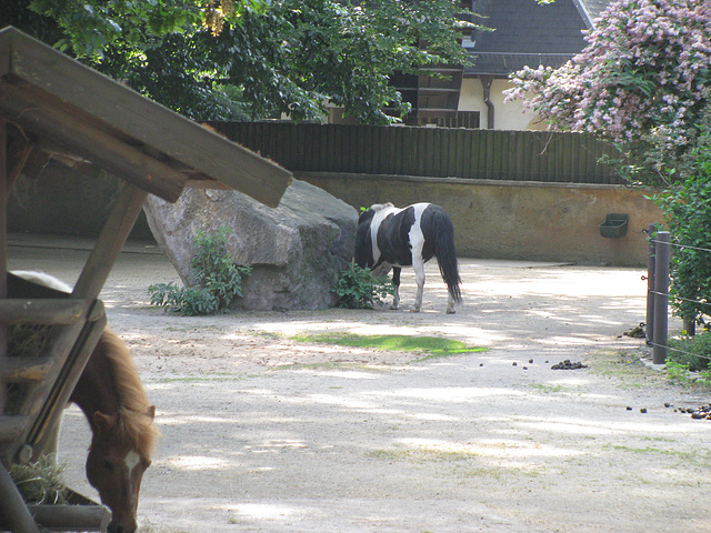 Shetland-Pony