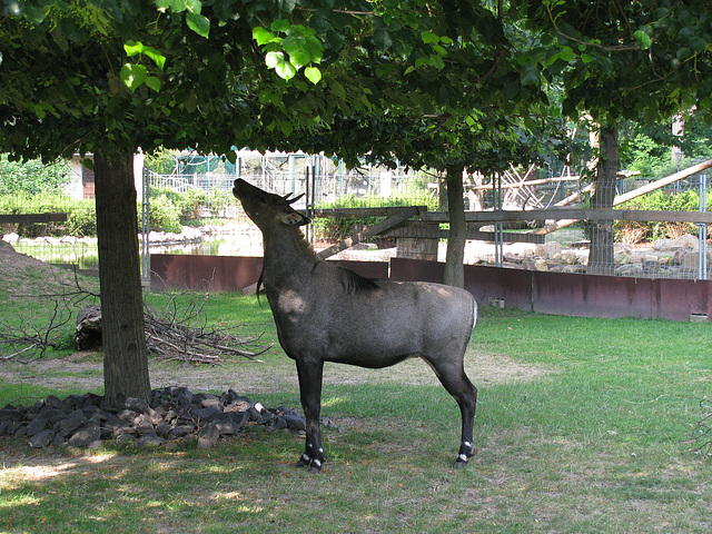 Nilgauantilope