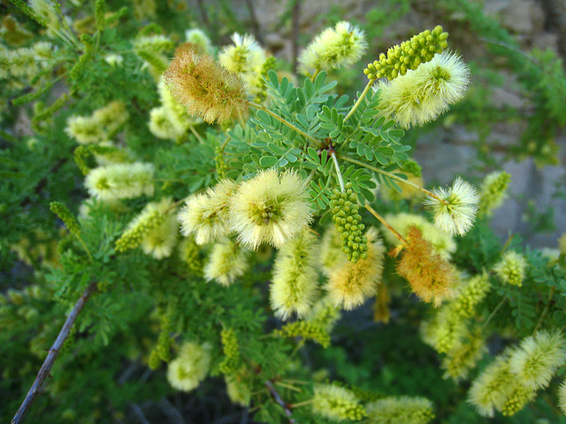 Cat Claw blooms (5708)