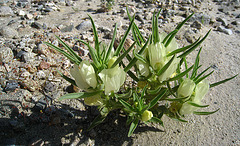 Ghost Flower in Mecca Hills (5700)