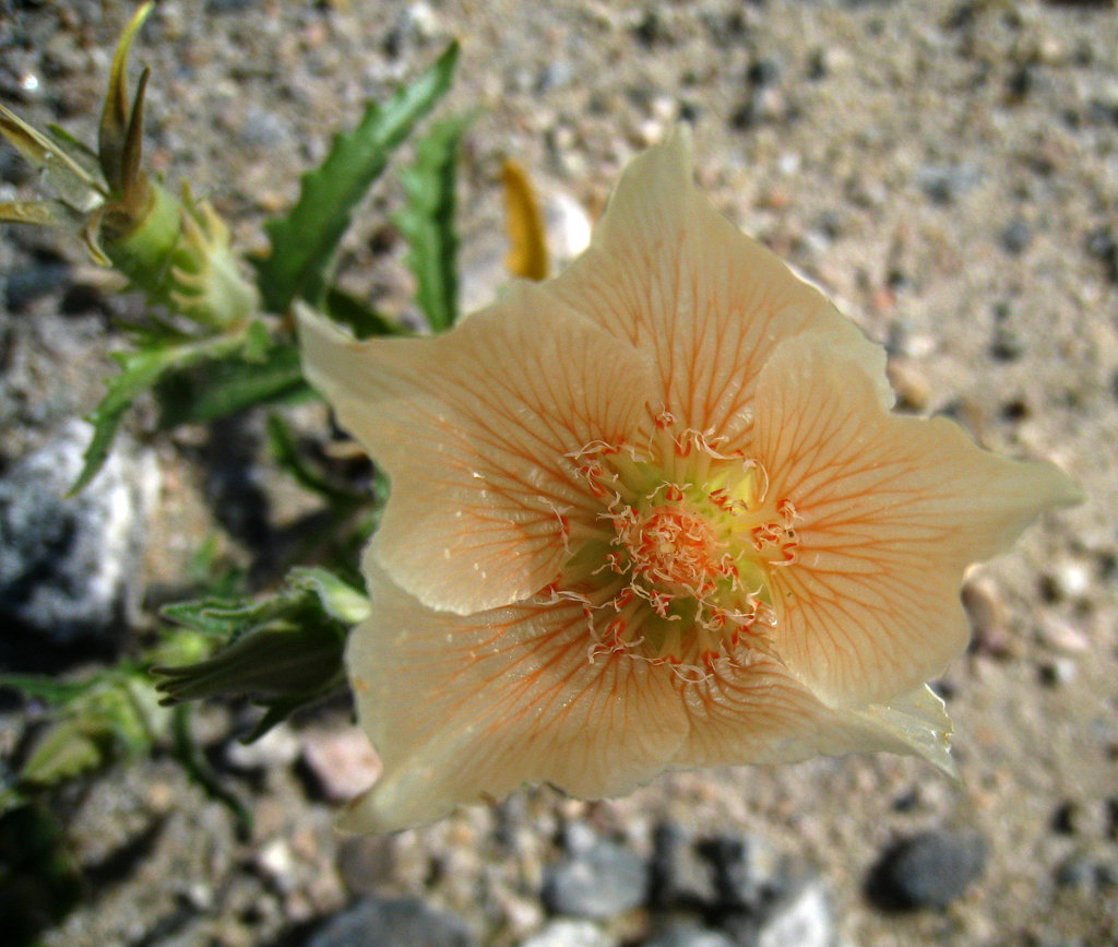 Blazing Star in Mecca Hills (5701)