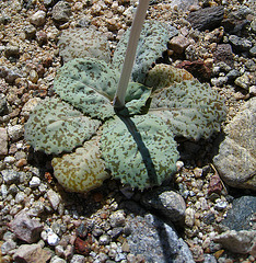 Flower in Mecca Hills (5709)