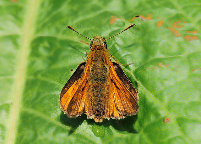 Small Skipper