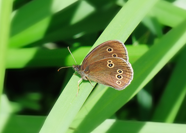 Large Heath