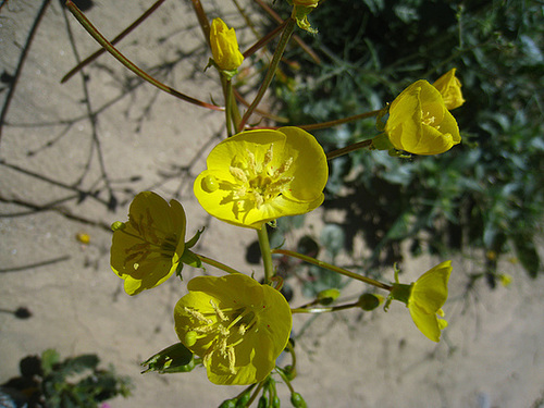 Flower in Mecca Hills (5745)