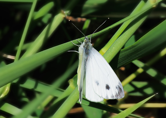 Small White