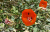 Mallow (5744)