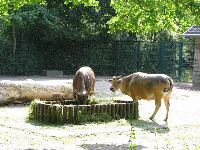 Banteng