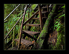 jungle stair