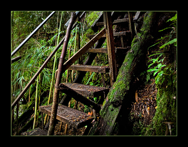 jungle stair