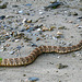 Rattlesnake (5710)