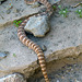 Rattlesnake (5712)