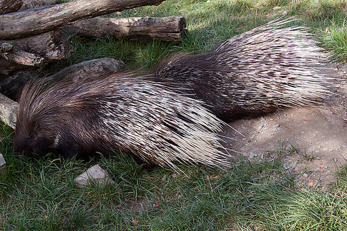 20131003 2979RAw [D-HM] Stachelschwein, Bad Pyrmont