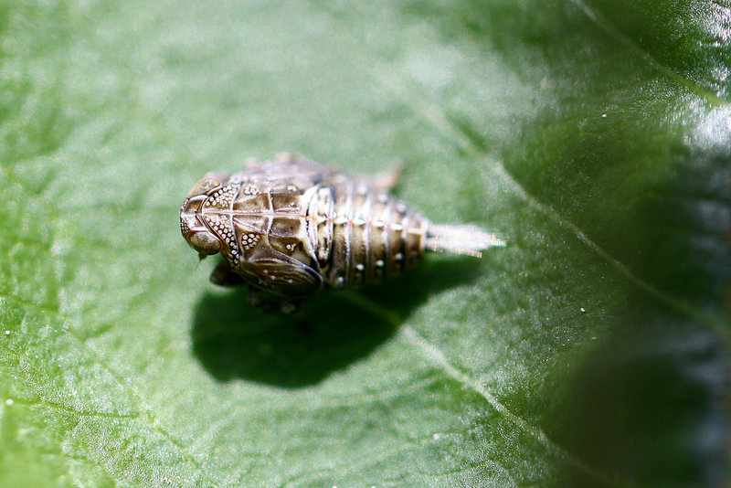 20100505 2886Mw [D~LIP] Echte Käferzikade (Issus coleoptratus), Nymphe, Bad Salzuflen
