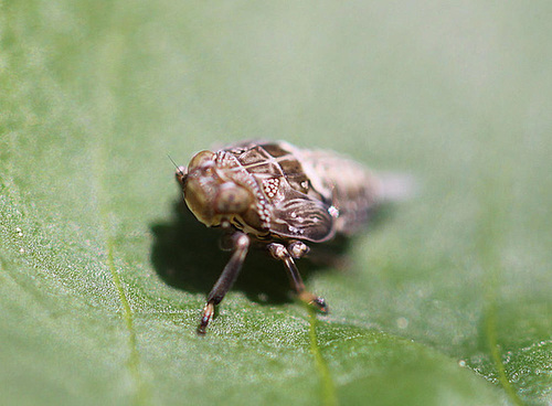 20100505 2891Mw [D~LIP] Echte Käferzikade (Issus coleoptratus), Nymphe, Bad Salzuflen