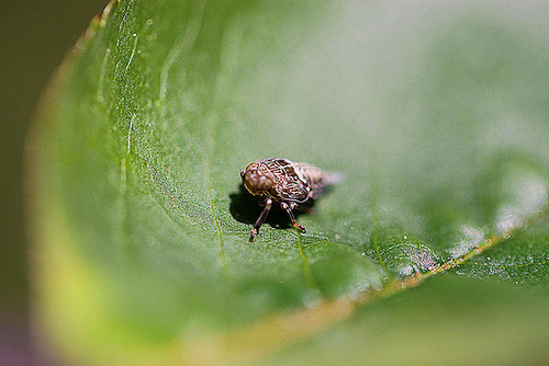 20100505 2892Mw [D~LIP] Echte Käferzikade (Issus coleoptratus), Nymphe, Bad Salzuflen