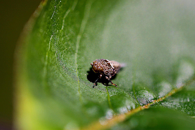 20100505 2894Mbw Echte Käferzikade Larve