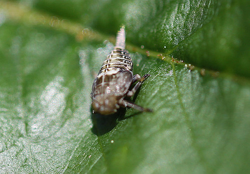 20100505 2901Mw [D~LIP] Echte Käferzikade (Issus coleoptratus), Nymphe, Bad Salzuflen