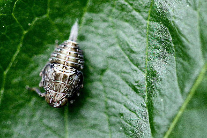 20100505 3025Mw [D~LIP] Echte Käferzikade (Issus coleoptratus), Nymphe, Bad Salzuflen