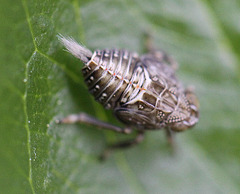 20100505 3033Mbw Echte Käferzikade Larve